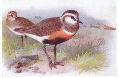 Chorlito Carambolo, de Aves de las Islas Británicas y Sus Huevos publicado por Frederick Warne & Co Ltd, 1958