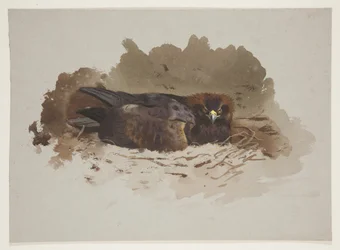 Águila en nido, c.1915