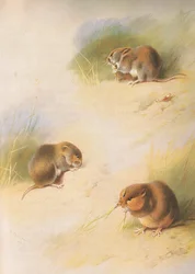 Topillo de campo, topillo bancario y topillo de Orkney, de los mamíferos de Thorburn publicado por Longmans and Co, c. 1920