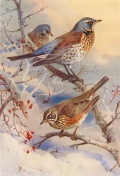 Fieldfare, Redwing (litografía en color)