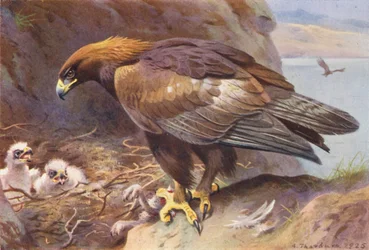 Águila real (litografía en color)