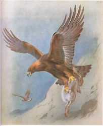 Águila real y liebre de montaña, pub. por Book Club Associates, 1972