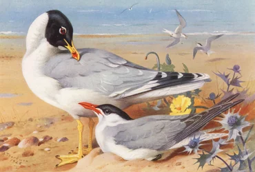 Gaviota cabecinegra, Charrán caspio (litografía en color)