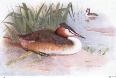 Somormujo Lavanco