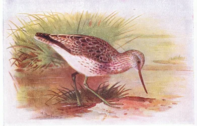 Archibebe Claro, de Aves de las Islas Británicas y Sus Huevos publicado por Frederick Warne & Co Ltd, 1958