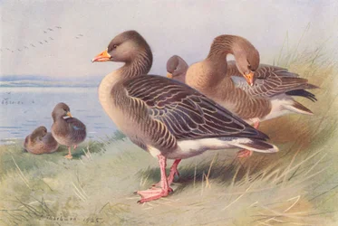 Lag-Goose gris (litografía en color)