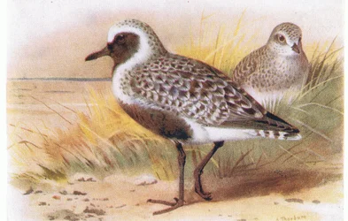 Chorlito gris, de Aves de las Islas Británicas y sus Huevos publicado por Frederick Warne & Co Ltd, 1958