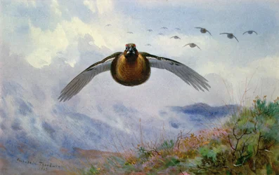 urogallo en vuelo