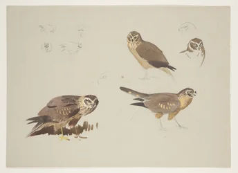 Aguilucho y combatiente, c.1915