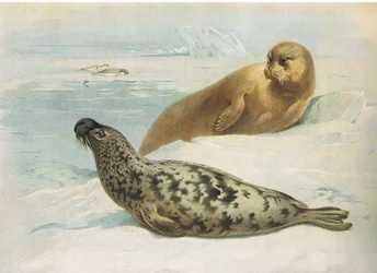 Foca encapuchada y foca barbuda, de los mamíferos de Thorburn publicado por Longmans and Co, c. 1920