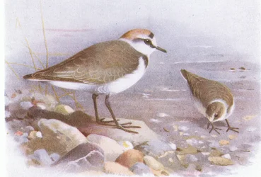 Chorlitejo patinegro, de Aves de las Islas Británicas y sus Huevos publicado por Frederick Warne & Co Ltd, 1958