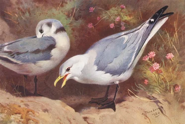 Gaviota gaviota (adulto y joven) (litografía en color)