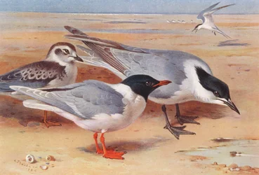 Gaviota chica (adulta y joven), charrán pico de gaviota (litografía en color)