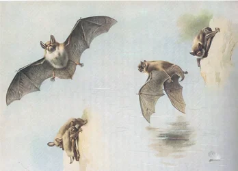 Murciélago de Natterer y murciélago de Daubenton, de Mamíferos de Thorburn publicado por Longmans and Co, c. 1920