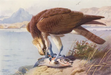 Águila pescadora (litografía en color)