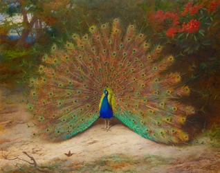 Pavo real y mariposa pavo real