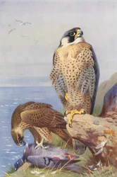 Halcón peregrino (litografía en color)