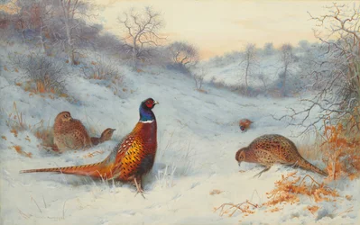 Faisán en la nieve