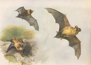 Murciélago común o Pipistrelle, de Mamíferos de Thorburn publicado por Longmans and Co, c. 1920