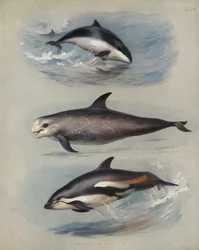 Marsopa, Delfín de Risso, Delfín de Lados Blancos