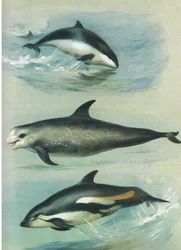 Marsopa, Grampus de Risso y delfín de lados blancos, de Thorburn