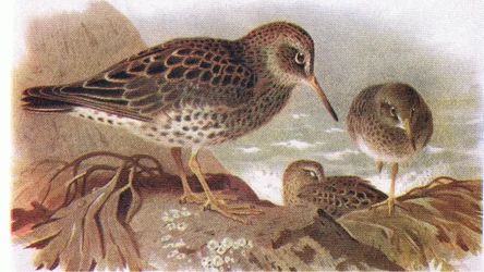 Correlimos Oscuro, de Aves de las Islas Británicas y Sus Huevos publicado por Frederick Warne & Co Ltd, 1958