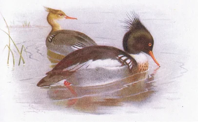 Serreta Mediana