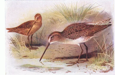 Agachadiza Pechiblanca, de Aves de las Islas Británicas y Sus Huevos publicado por Frederick Warne & Co Ltd, 1958