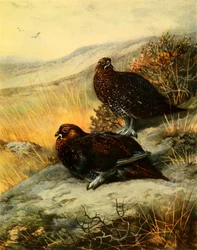 Lagópodo escocés, 1908, 1942