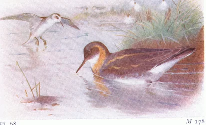Falaropo Picofino (verano y otoño), de Aves de las Islas Británicas y Sus Huevos publicado por Frederick Warne & Co Ltd, 1958