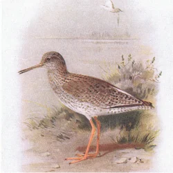 Archibebe común, de Aves de las Islas Británicas y sus Huevos publicado por Frederick Warne & Co Ltd, 1958