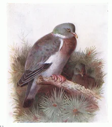 Paloma Torcaz, de Aves de las Islas Británicas y Sus Huevos publicado por Frederick Warne & Co Ltd, 1958