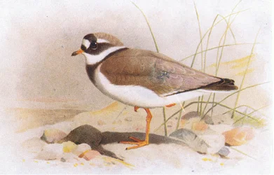 Chorlitejo grande, de Aves de las Islas Británicas y sus Huevos publicado por Frederick Warne & Co Ltd, 1958