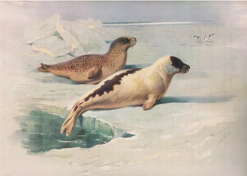 Foca anillada y foca de Groenlandia, de los mamíferos de Thorburn publicado por Longmans and Co, c. 1920