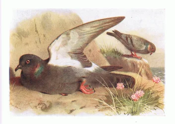 Paloma Bravía, de Aves de las Islas Británicas y Sus Huevos publicado por Frederick Warne & Co Ltd, 1958