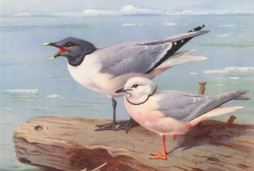 Gaviota de Sabina, Gaviota de cola en cuña (litografía en color)