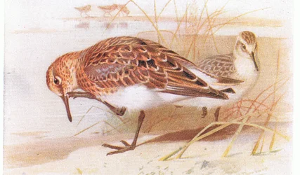 Correlimos Tridáctilo, de Aves de las Islas Británicas y Sus Huevos publicado por Frederick Warne & Co Ltd, 1958