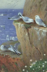 Gaviotas