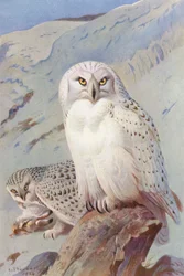 Búho nival (litografía en color)