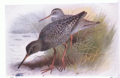 Archibebe oscuro, de Aves de las Islas Británicas y sus Huevos publicado por Frederick Warne & Co Ltd, 1958