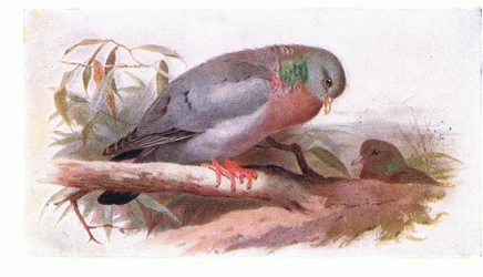 Paloma Zurita, de Aves de las Islas Británicas y Sus Huevos publicado por Frederick Warne & Co Ltd, 1958