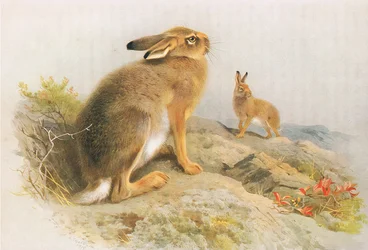La liebre de montaña y la liebre irlandesa en otoño, de los mamíferos de Thorburn publicado por Longmans and Co, c. 1920