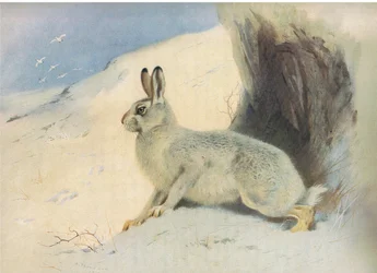 La liebre de montaña en invierno, de los mamíferos de Thorburn publicado por Longmans and Co, c. 1920