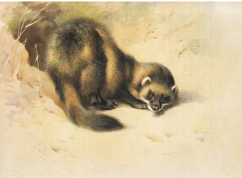El turón, de los mamíferos de Thorburn publicado por Longmans and Co, c. 1920
