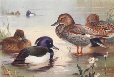 Porrón moñudo (macho y hembra), Ánade friso (macho y hembra) (litografía en color)