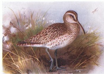 Zarapito Trinador, de Aves de las Islas Británicas y Sus Huevos publicado por Frederick Warne & Co Ltd, 1958