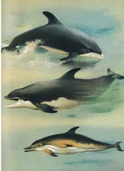 Delfín de pico blanco, delfín nariz de botella y delfín común, de los mamíferos de Thorburn publicado por Longmans and Co, c. 1920