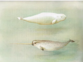 Ballena blanca y narval, de los mamíferos de Thorburn publicado por Longmans and Co, c. 1920