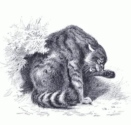 Gato salvaje, de los Mamíferos de Thorburn publicado por Longmans y Co, c. 1920