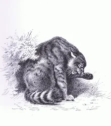 Gato montés, pub. por Book Club Associates
